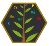 tree-hexagon