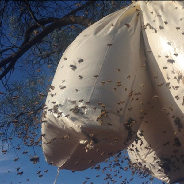 Custom Bee Feed - Australian honey bee feed in a bag hanging from a tree branch