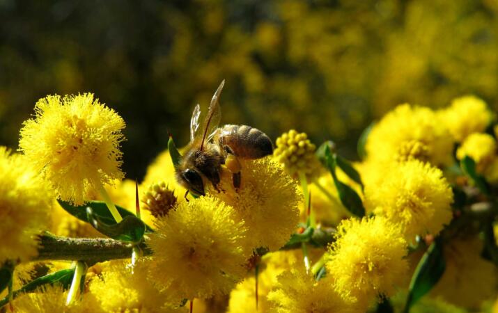 Close up of honey bee on wattle flowers