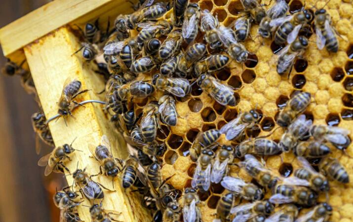 Close up of honey bees on frame