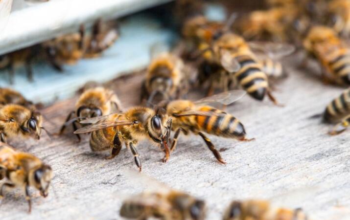 honey bee food supplement available Australia-wide