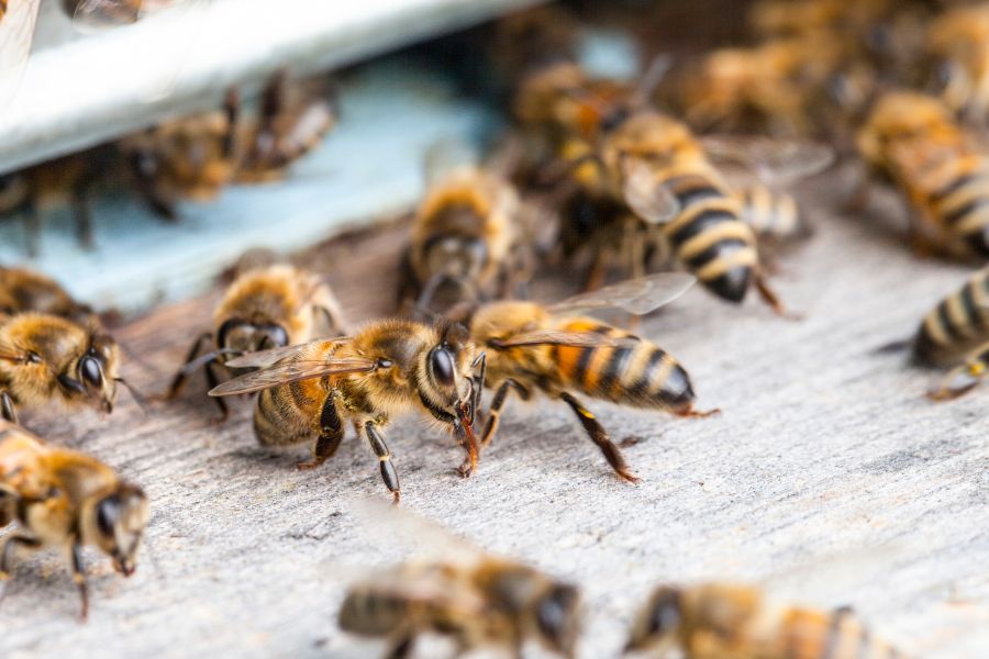 honey bee food supplement available Australia-wide